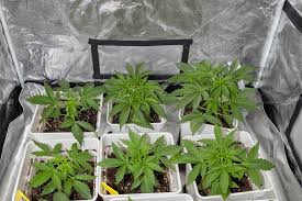 Discovering the Future #1 Strain A New Horizon in Cannabis