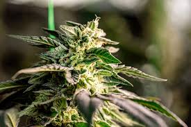 Discovering the Future #1 Strain A New Horizon in Cannabis